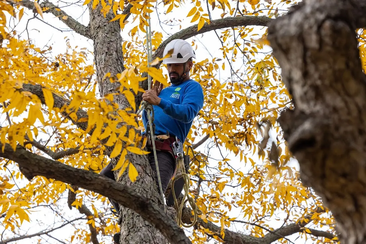Skilled Storm Damage Cleanup crew working in Derby
